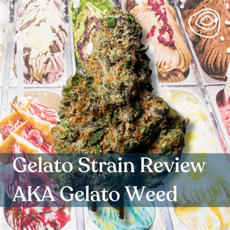 gelato dior strain|gelato strain.